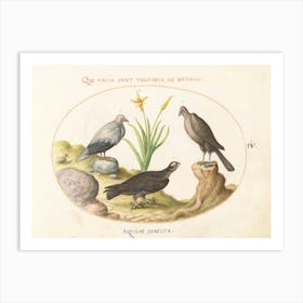 Flying And Amphibious Animals, Joris Hoefnagel (2) 1 Art Print