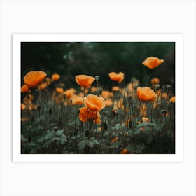 Orange Poppy Art Print