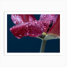 Raindrops On A Tulip Art Print