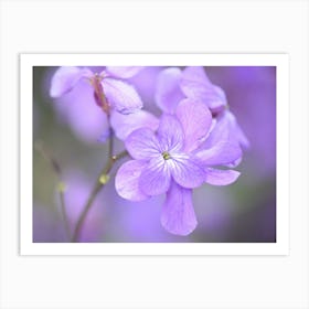 Purple Flowers Affiche