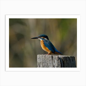 Kingfisher,Nature Photography,Colorful With Blurred Background Art Print