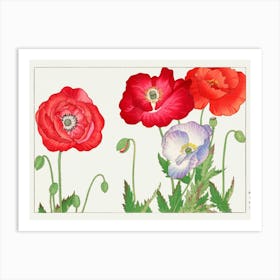 Poppies 1 Art Print