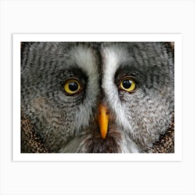 Grey Owl Art Print