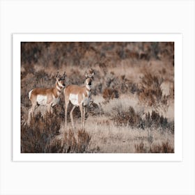 Pair Of Antelope Art Print