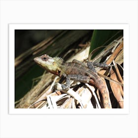 Tropical Lizard  on Tree Branch Maldives Art Print