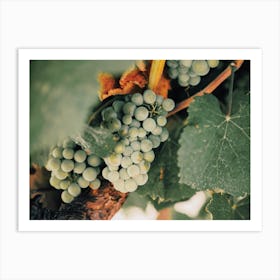Spanish Vineyard Grapes Art Print