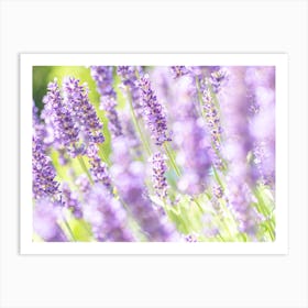 French Lavender Fields Art Print