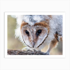 Barn Owl Art Print