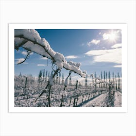 Unitltled 07 - Snow in the Vineyard Series Art Print