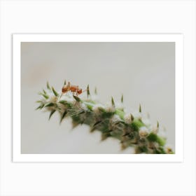 Cactus and Ant Art Print