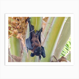 Fruit Bat Hanging From Palm Tree  Maldives nature Art Print