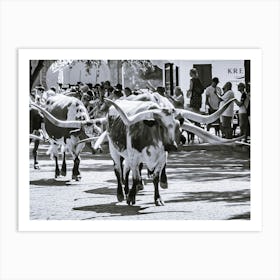 Downtown Fort Worth Texas - Cattle Drive Art Print