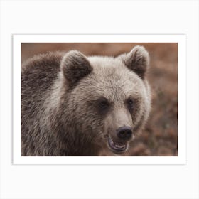 Juvenile Grizzly Bear Art Print