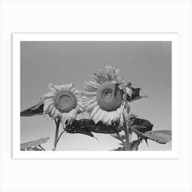 New Madrid County, Missouri,Sunflower Heads In Field, Southeast Missouri Farms By Russell Lee Art Print