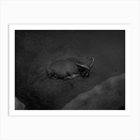 A Lonely Mountain Goat Resting. Black And White Art Print