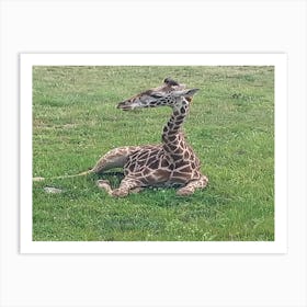 Baby giraffe Art Print