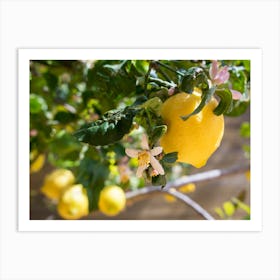 Lemon Tree with pink blossoms and yellow lemons Art Print