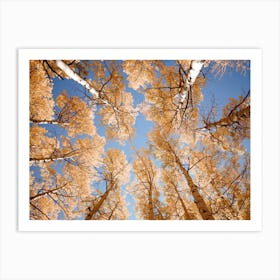 Colorado Aspens Art Print