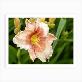 Hemerocallis Daylily Flower Art Print