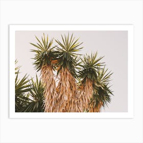 Desert Yucca Art Print