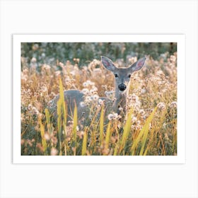 Whitetail Deer In Meadow Art Print