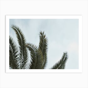 Palm Leaf Sky Art Print