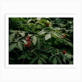 Red Elderberry Art Print