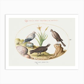 Egyptian Vulture And Two Eagles (1575–1580), Joris Hoefnagel Art Print