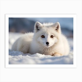 Arctic Fox 3 Art Print