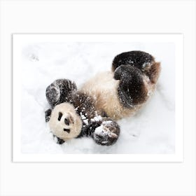 Giant Panda Playing In The Snow Art Print