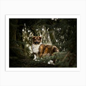 Puppy in between the branches - Beervelde Belgium dog photo print - moody animal photography art Art Print