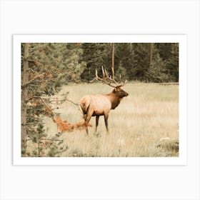 Elk In Meadow Art Print