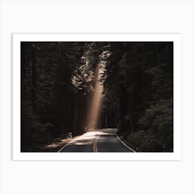 Light Peeking Through Forest Art Print