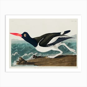 Pied Oyster Catcher, Birds Of America, John James Audubon Art Print