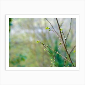 Spring Buds On A Tree 20220402 208ppub Art Print