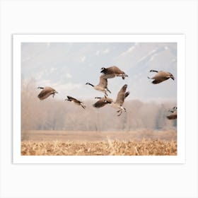 Canadian Goose Migration Art Print