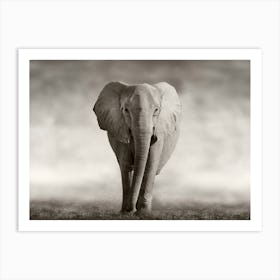 Elephant In The Grass 2 Art Print