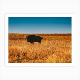 Wild Buffalo Art Print