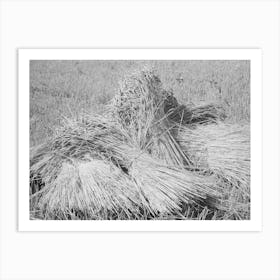 Wheat In The Shock, Garfield County, Washington, It Is Unusual To See Wheat In Shock Anymore Since The Combines Ar Art Print