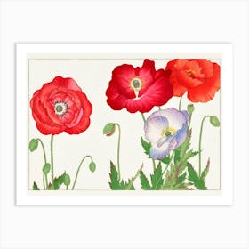 Vintage poppy flower, Art Print