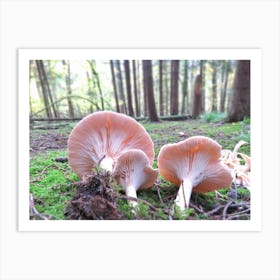 Mushrooms in England woodland Art Print