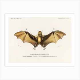 Bat (Roufsette), Charles Dessalines D'Orbigny Art Print