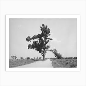 New Madrid County, Missouri, The Hanging Tree By Russell Lee Art Print