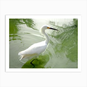 White Egret In Water Art Print