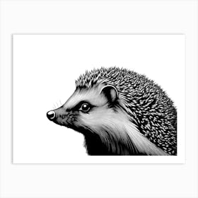 Black & White Hedgehog Portrait Art Print