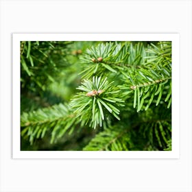 Fir Tree Art Print