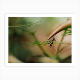 Ant On A Branch Art Print