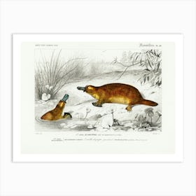 Platypus (Ornithorhynchus Paradoxus), Charles Dessalines D'Orbigny Art Print