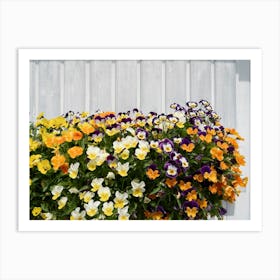 Pansies in front of a white wooden façade Art Print