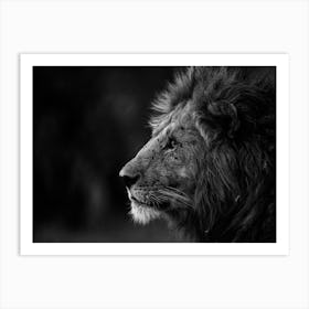 Portrait of a Lion at Sunset in Kenya  Art Print